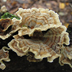 Turkey Tail